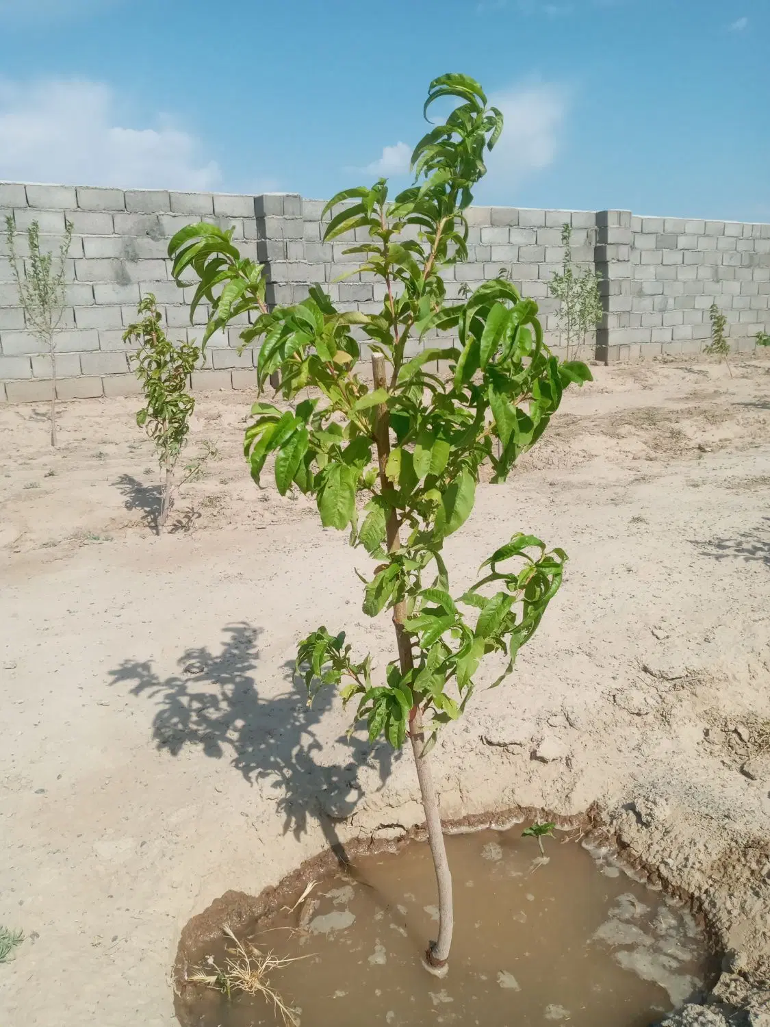 باغ