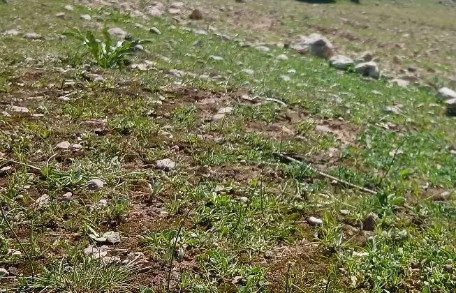 فروش ۲۰۰ متر زمین مسکونی در روستای کولفرح