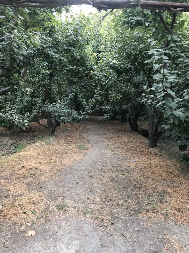 باغ میوه