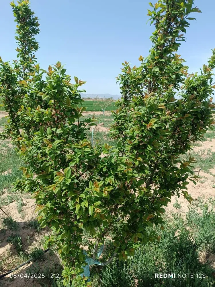 یک هکتار باغ میوه