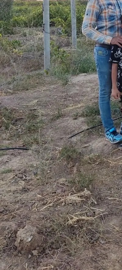 زمین کشاورزی تاکستان