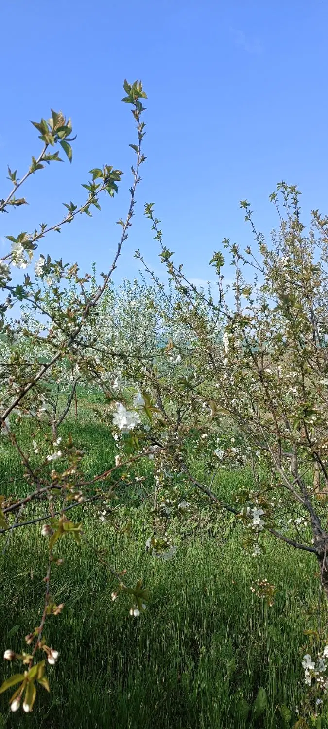 باغ  ویلا