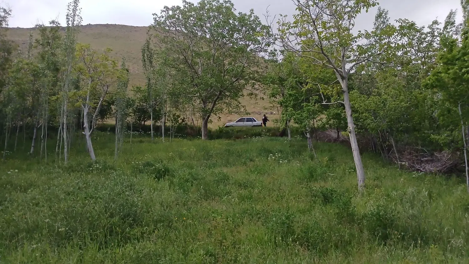 باغچه به مساحت هزار متر در روستای گوشلان