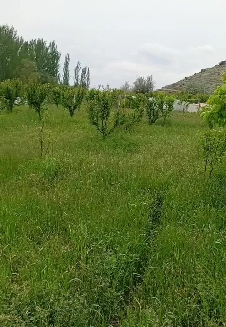 باغی ب متراژ 1000متر