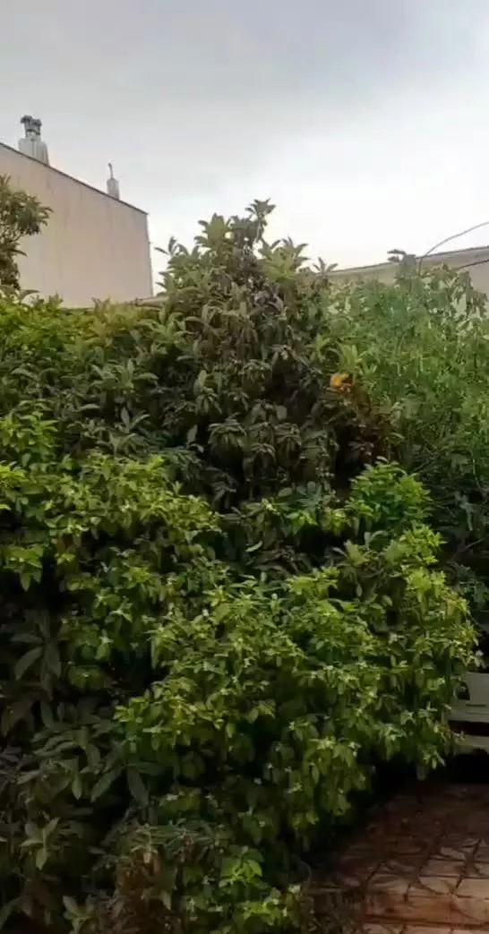 ۲۳۷ متر خیابان نادر اصلاح نژاد