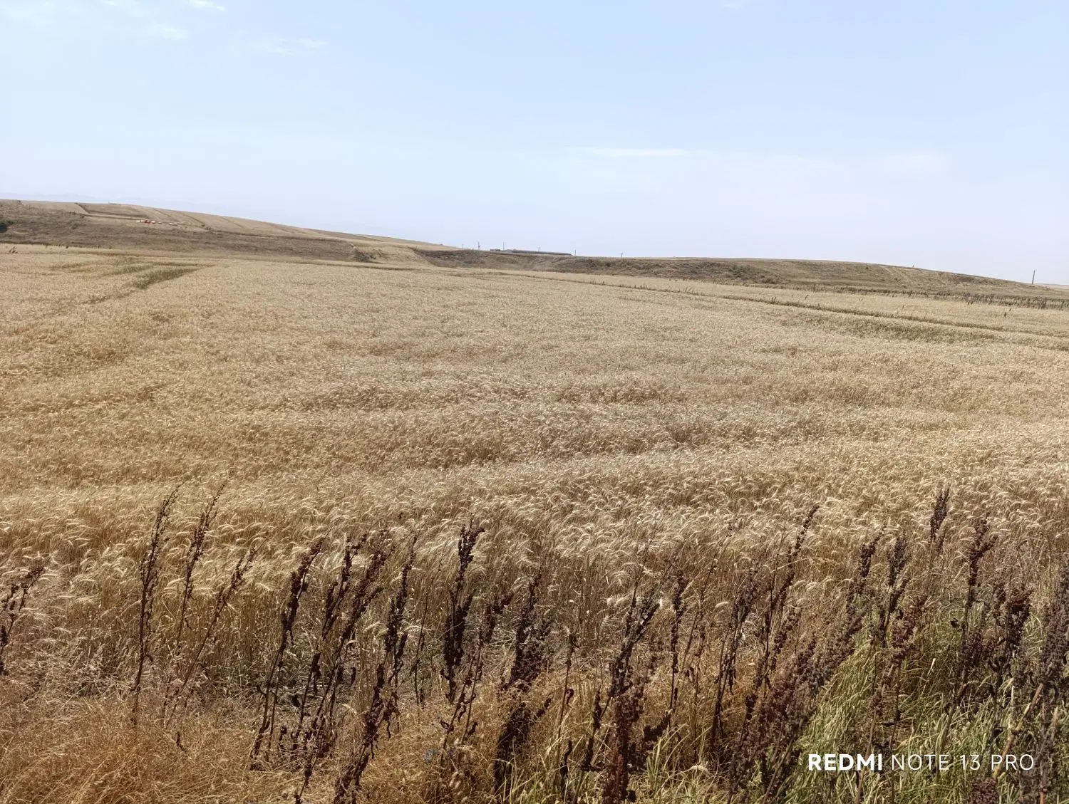 زمین کشاورزی آبی دگرماندرق نمین ویلکیچ