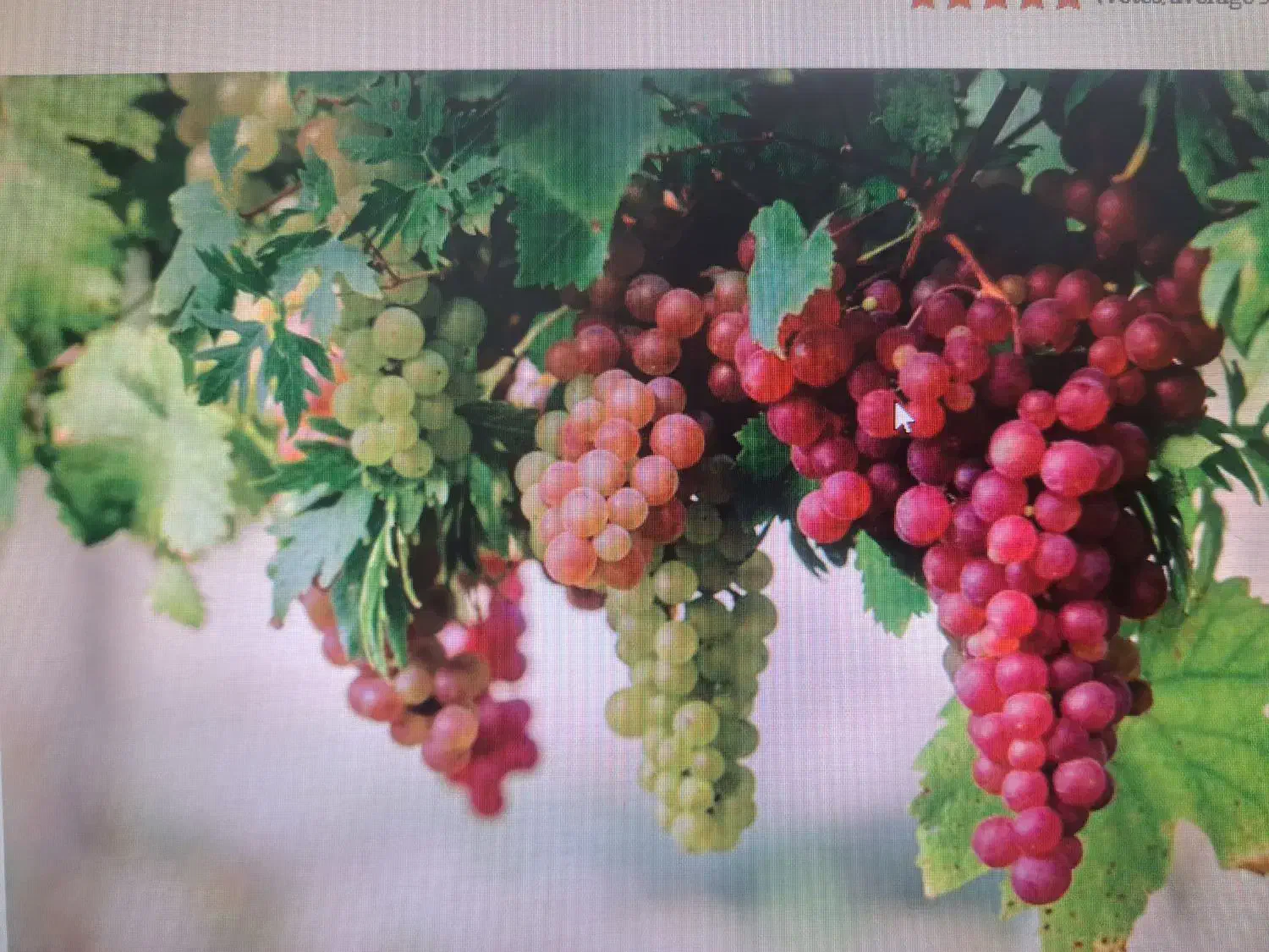 باغ انگور رویان