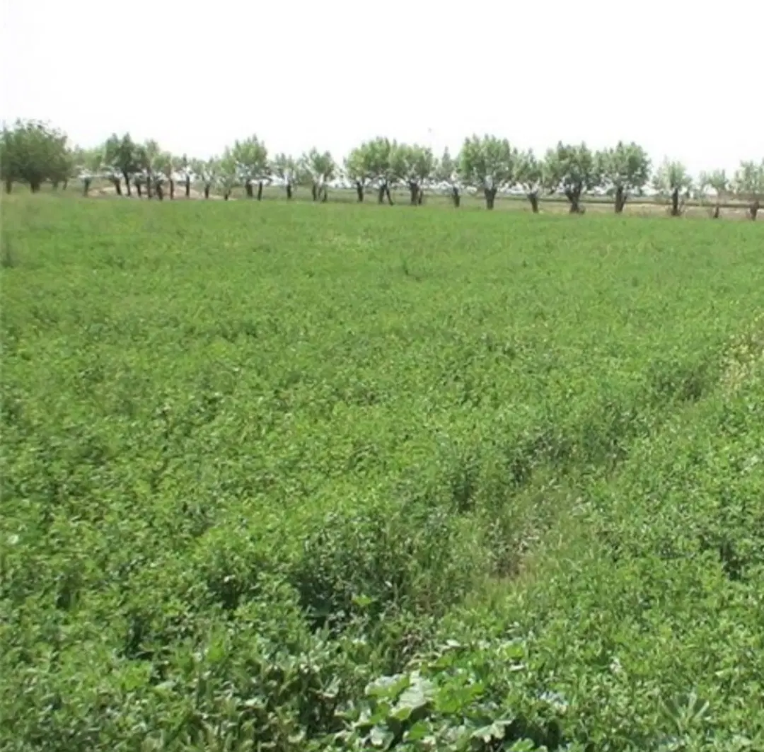 نیم هکتار زمین براو، یونجه