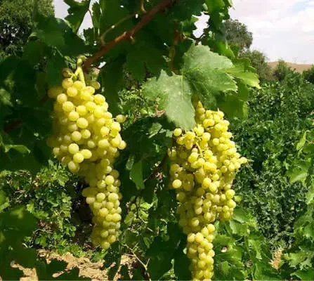 باغ انگوری ۲۵۰۰متر ۲۰ساله