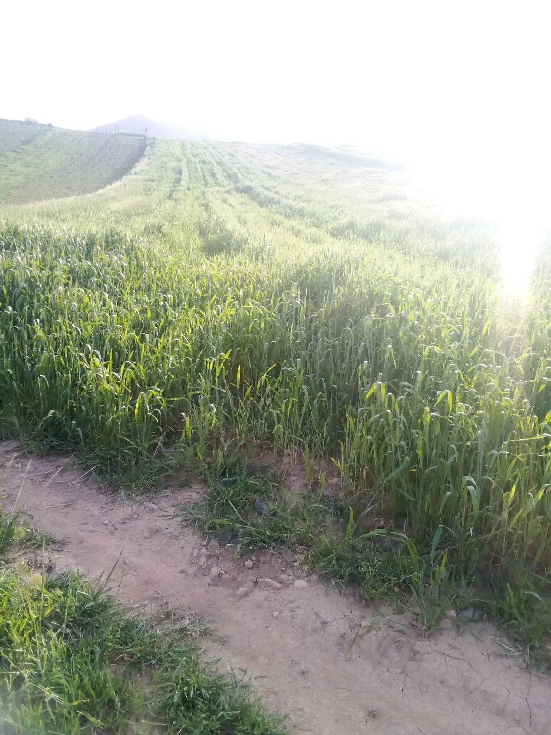 زمین کشاورزی