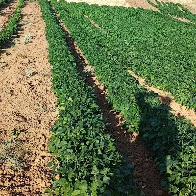 دامداری