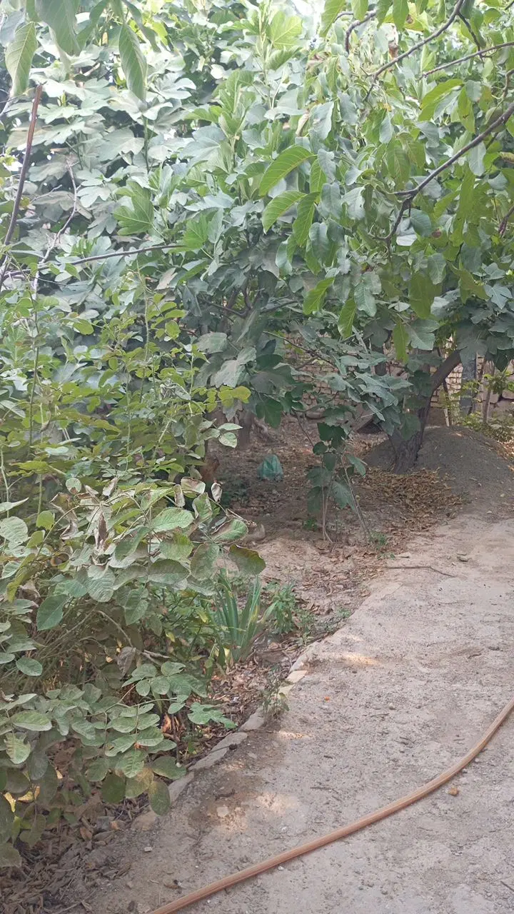 زمین 3000هزار متر روستای جمعاب