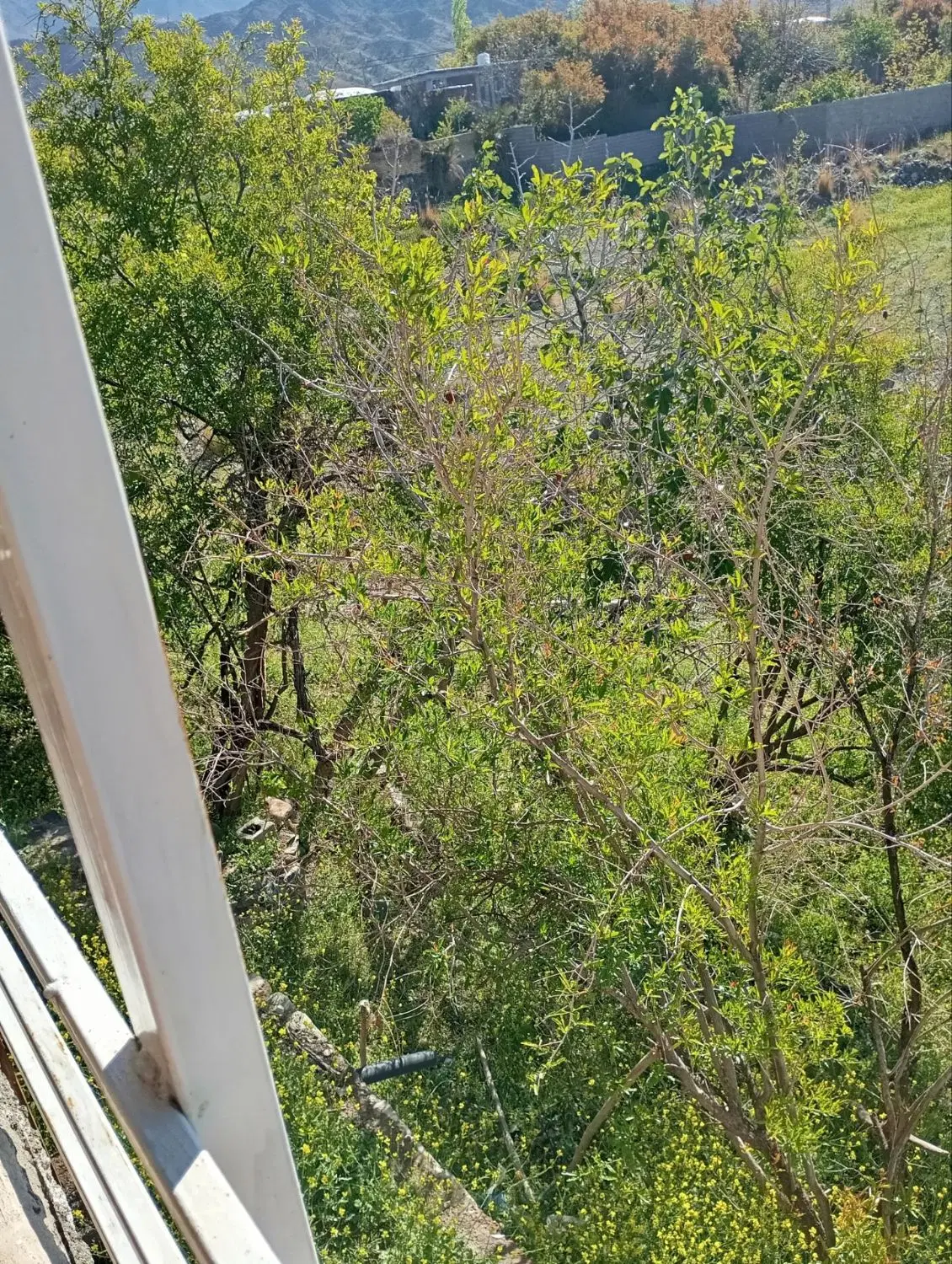 خانه باغ ویلا