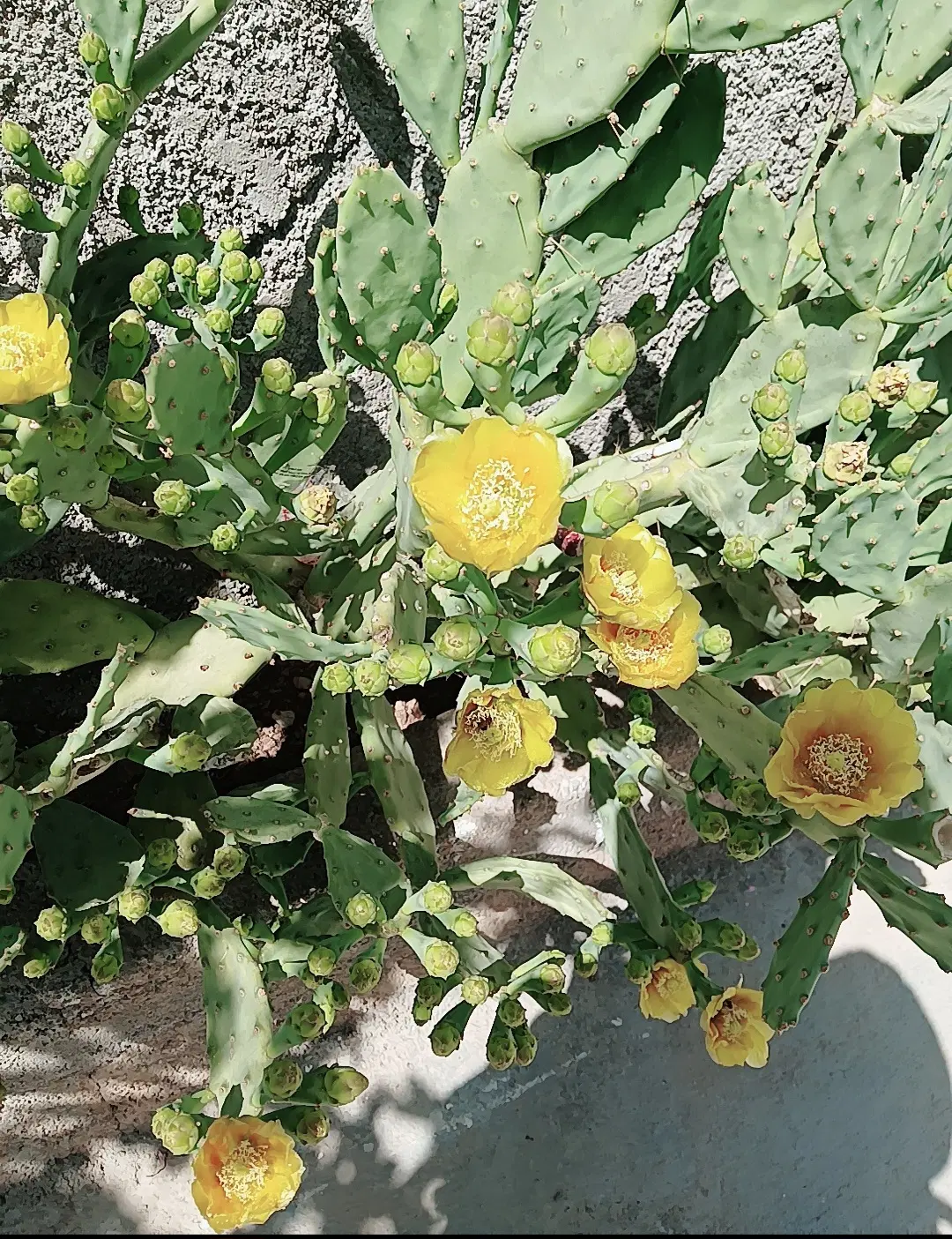 زمین سروک