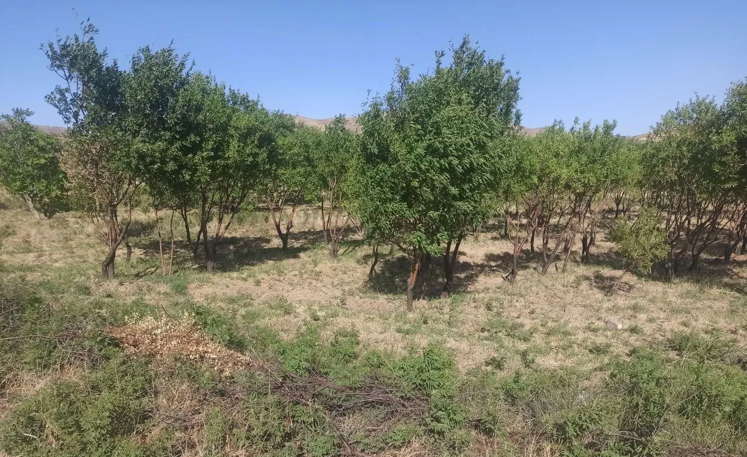 زمین باغی با اب