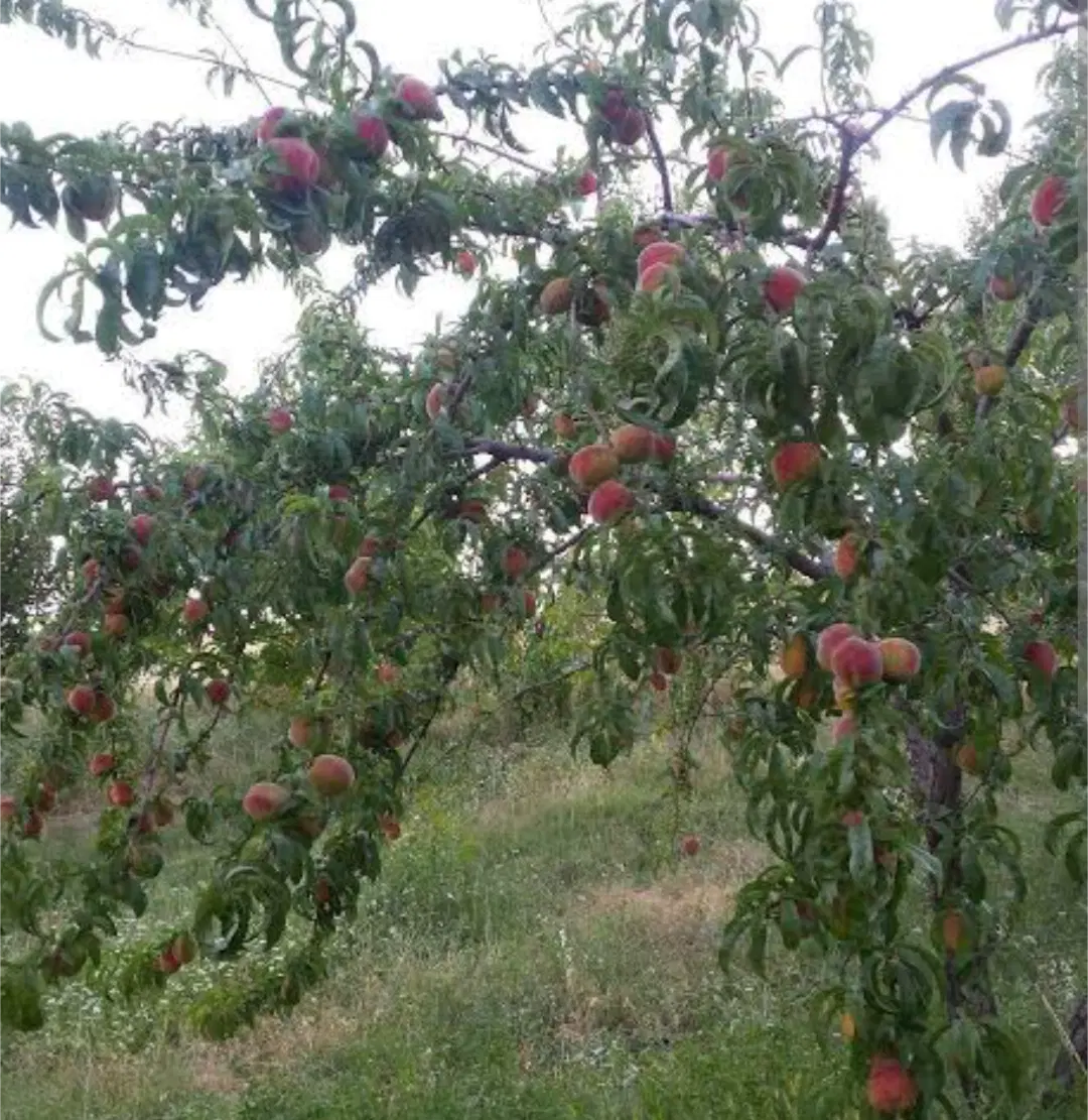 زمین کشاورزی مشک آباد