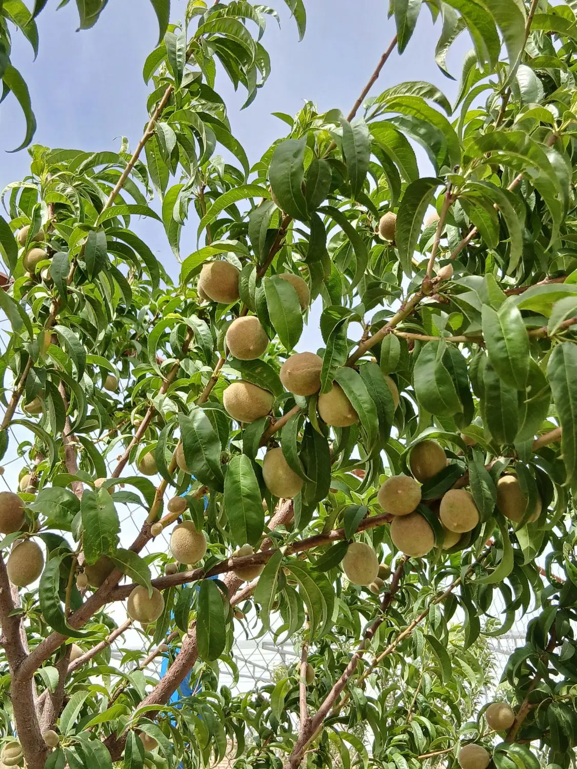 باغ ویلا باسوییت و امکانات کامل