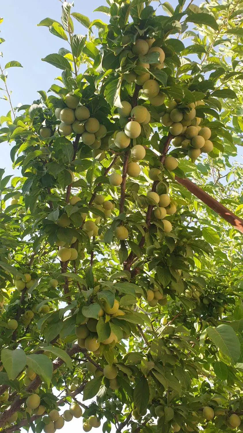 فروش باغ شهری خیرآباد خان زنیان شیراز