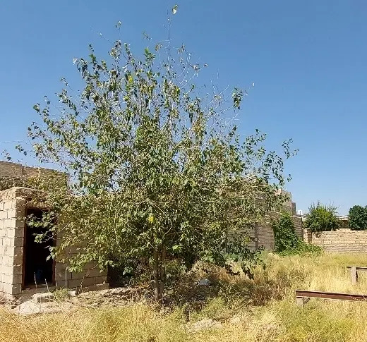 فروش زمین ۲۸۰ متری بلوار چمران