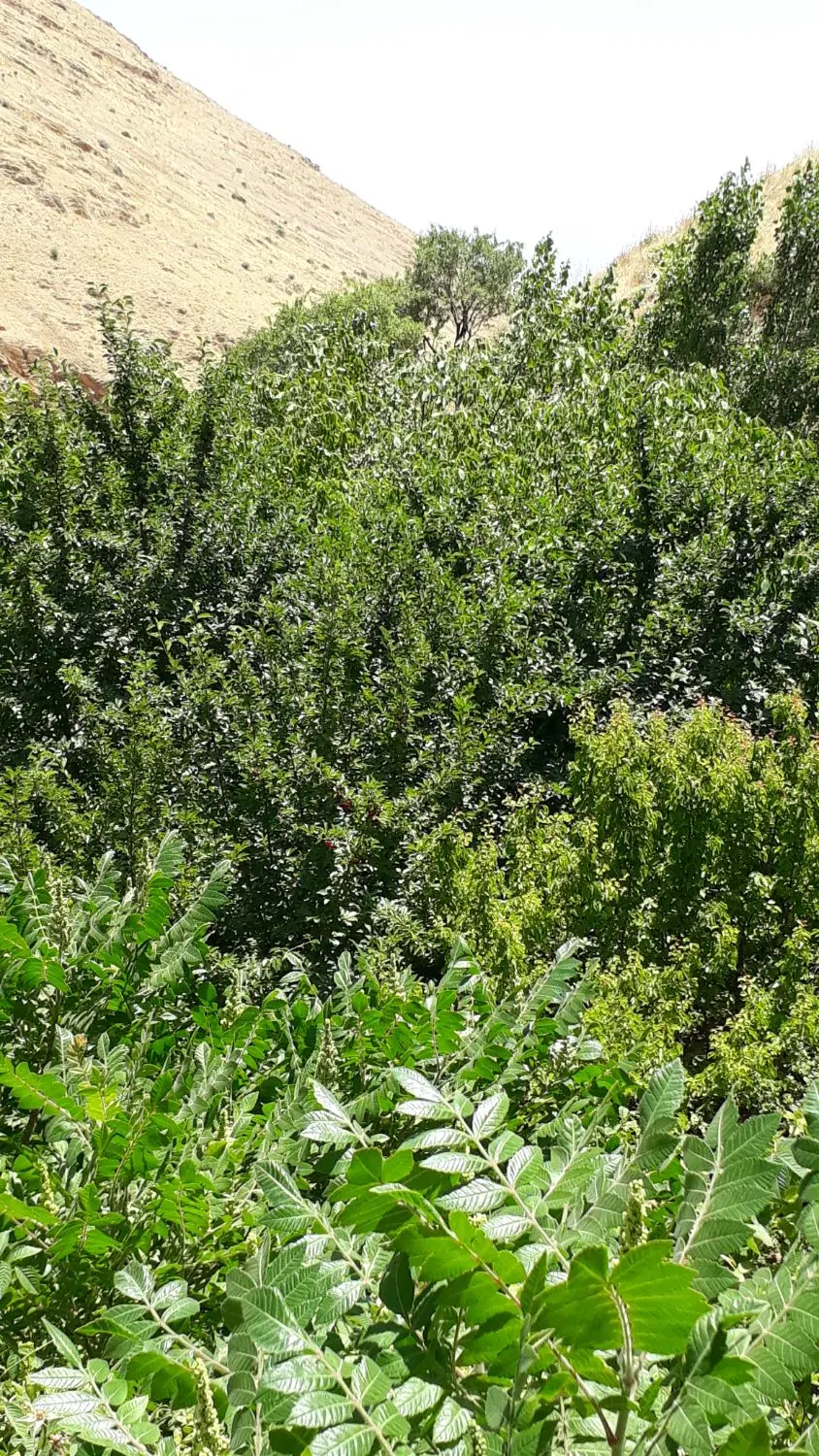 باغ مثمر حسن آباد
