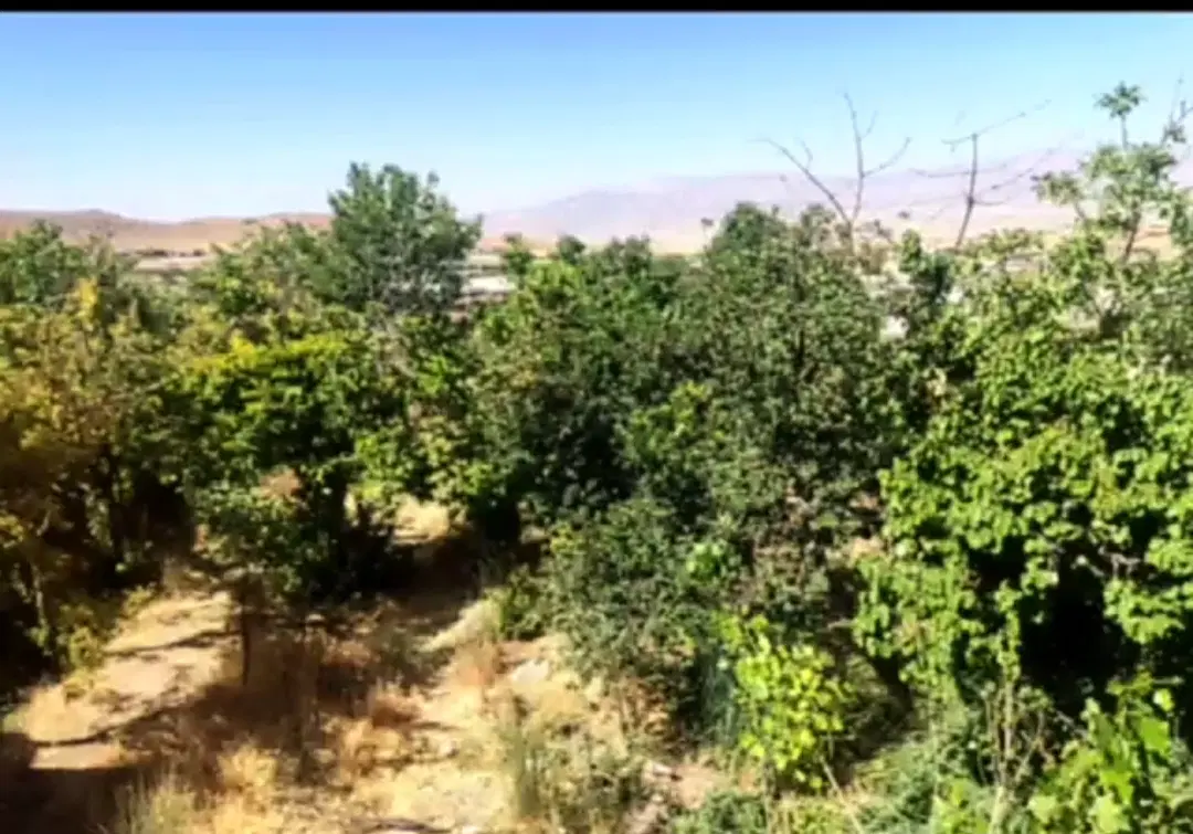 زمین و باغ