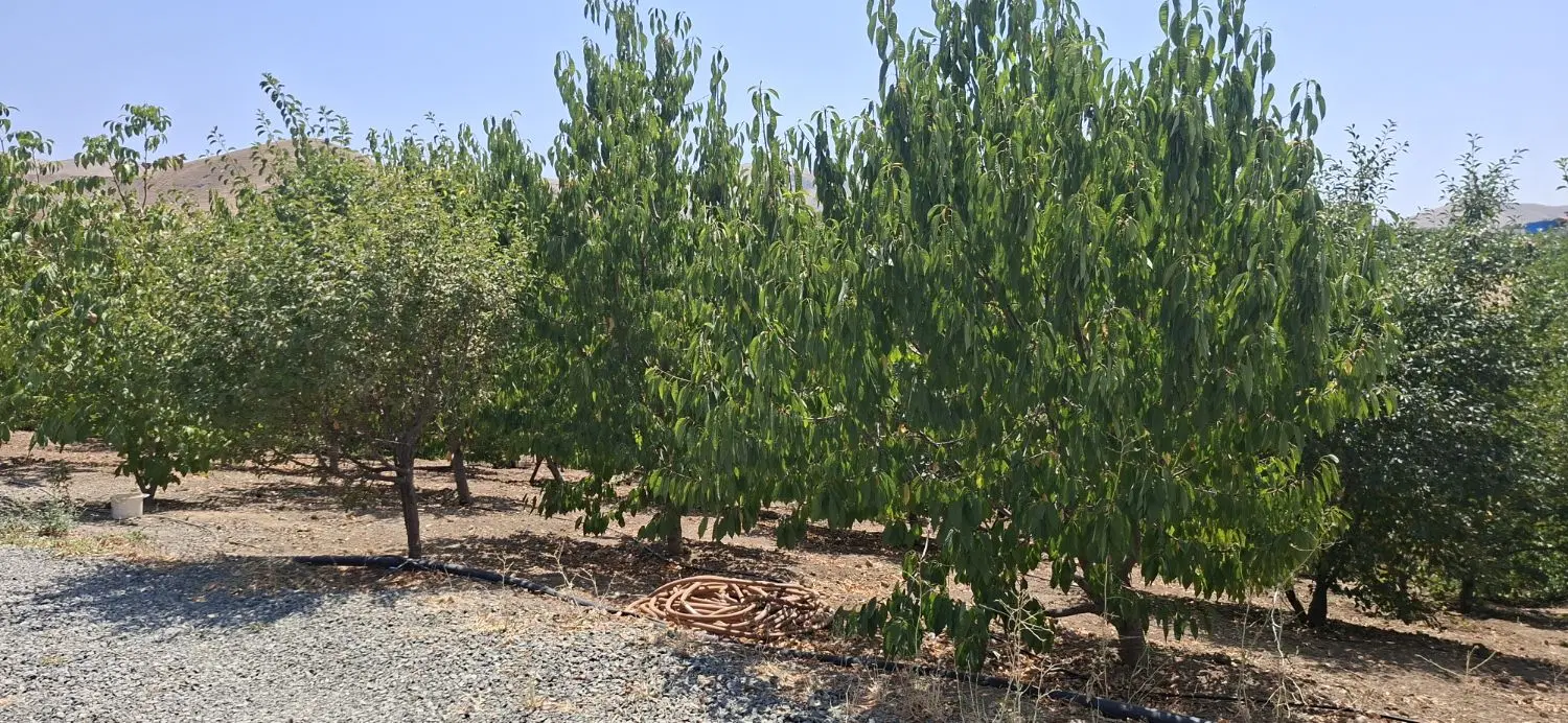 باغ ۱۰۰۰متری سرینجیانه