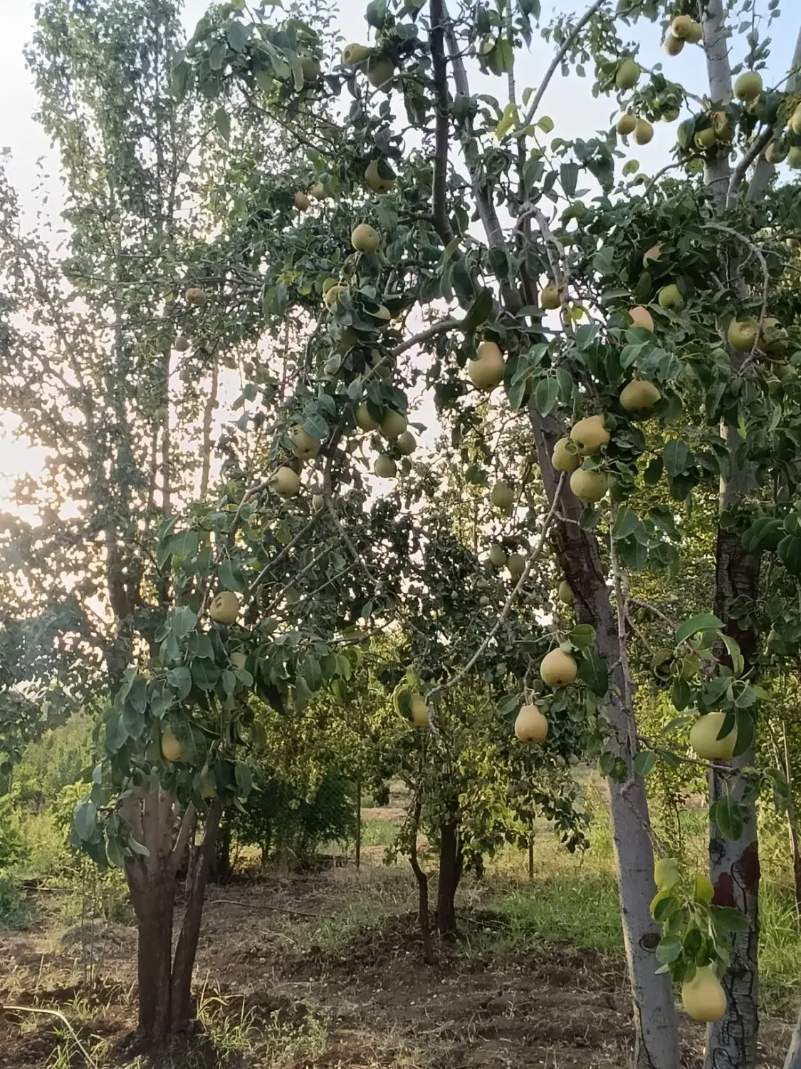 فروش زمین وباغ