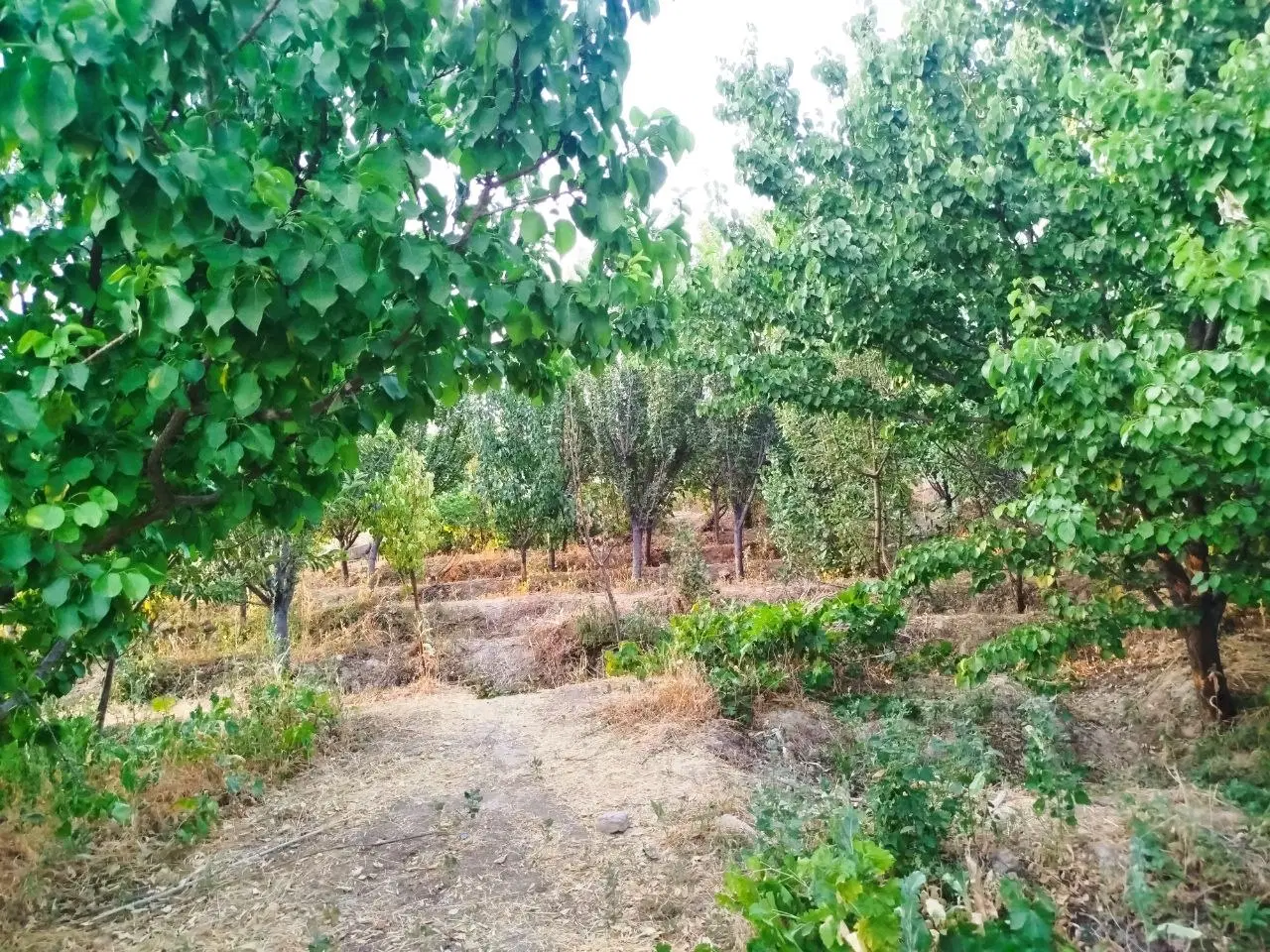 باغ باغچه