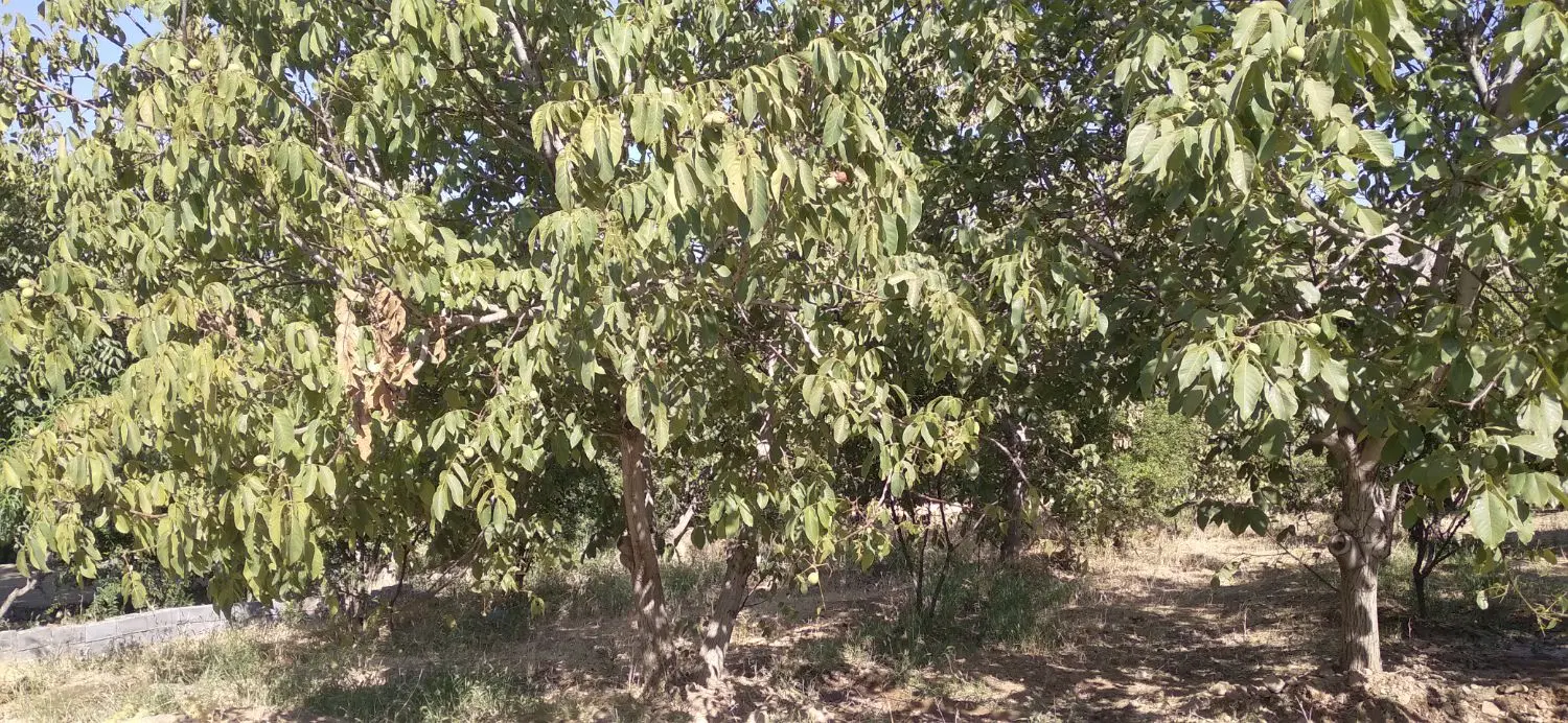 باغ ۱۵کیلومتری بیستون روستای قشلاق علیا
