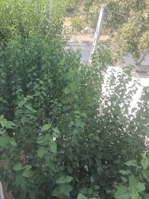 گوهردشت۶۶۰ مترزمین تجاری شهرک کوثر علی ابن ابیطالب