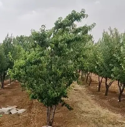 زمین کوره ها . پردیس