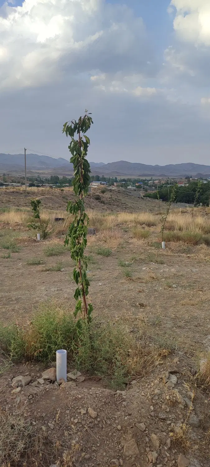زمین مسکونی درب بهشت (ساردوئیه)