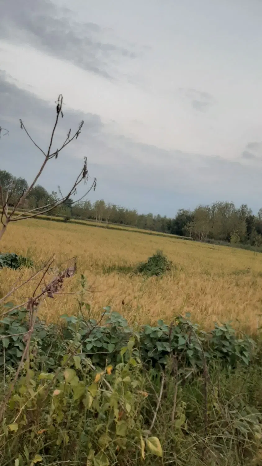 زمین زراعی متر ۱۲۰۰ هزار تومان