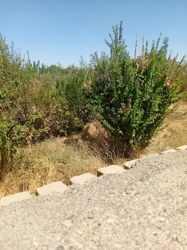 ۱۵۵۰متر زمین شاهنامه