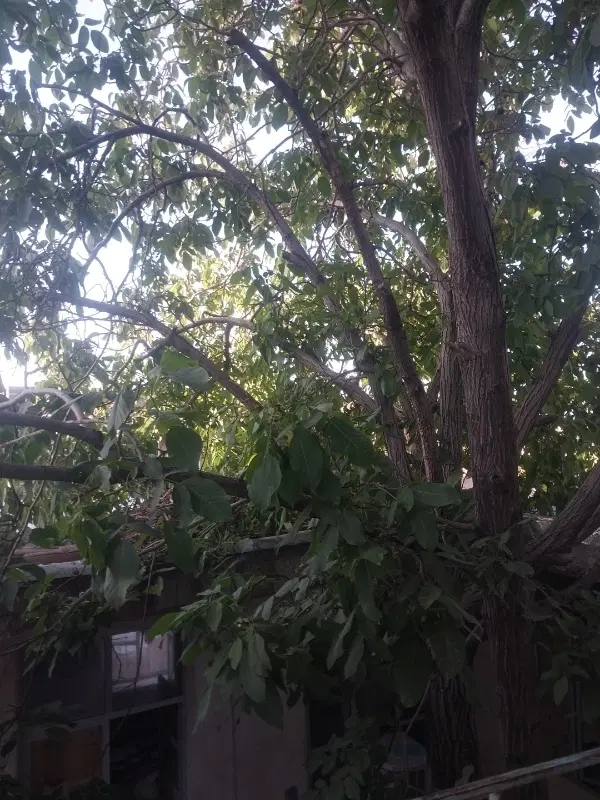 خانه و اتاق اجاره ای