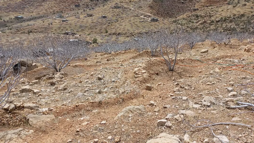 ملک انجیر پلنگان