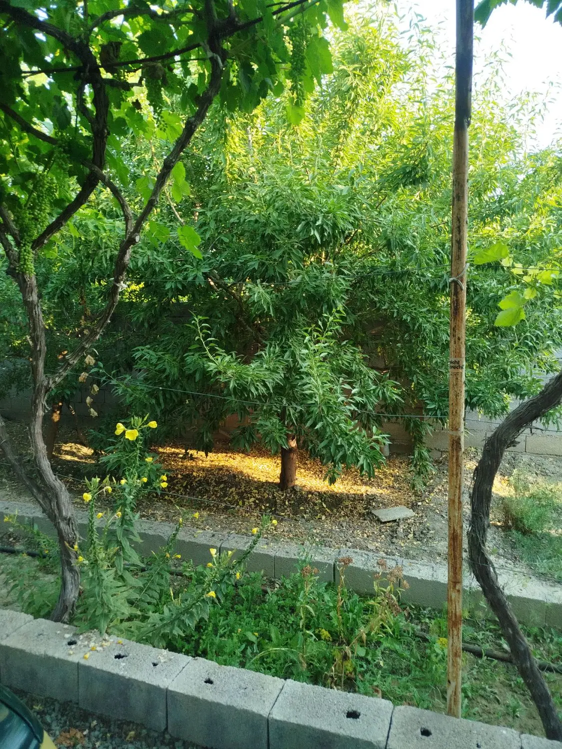 باغ و باغچه ویلایی روستای اده