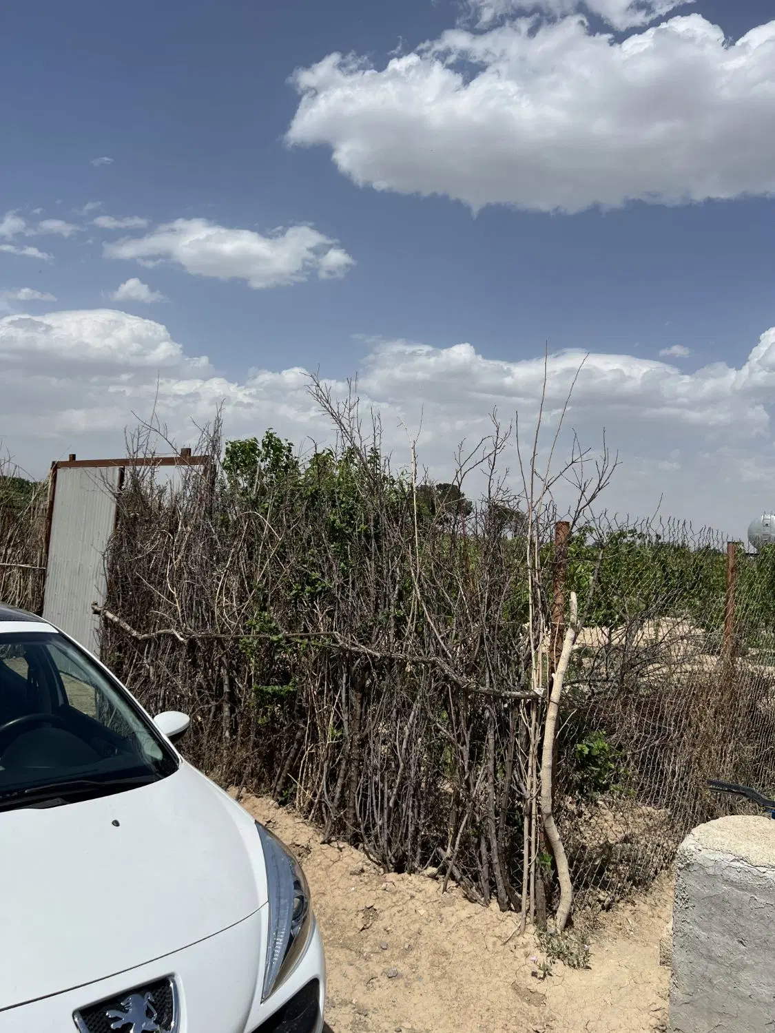 باغچه ترشنبه