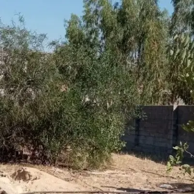 باغشهری نشاط خواهانم