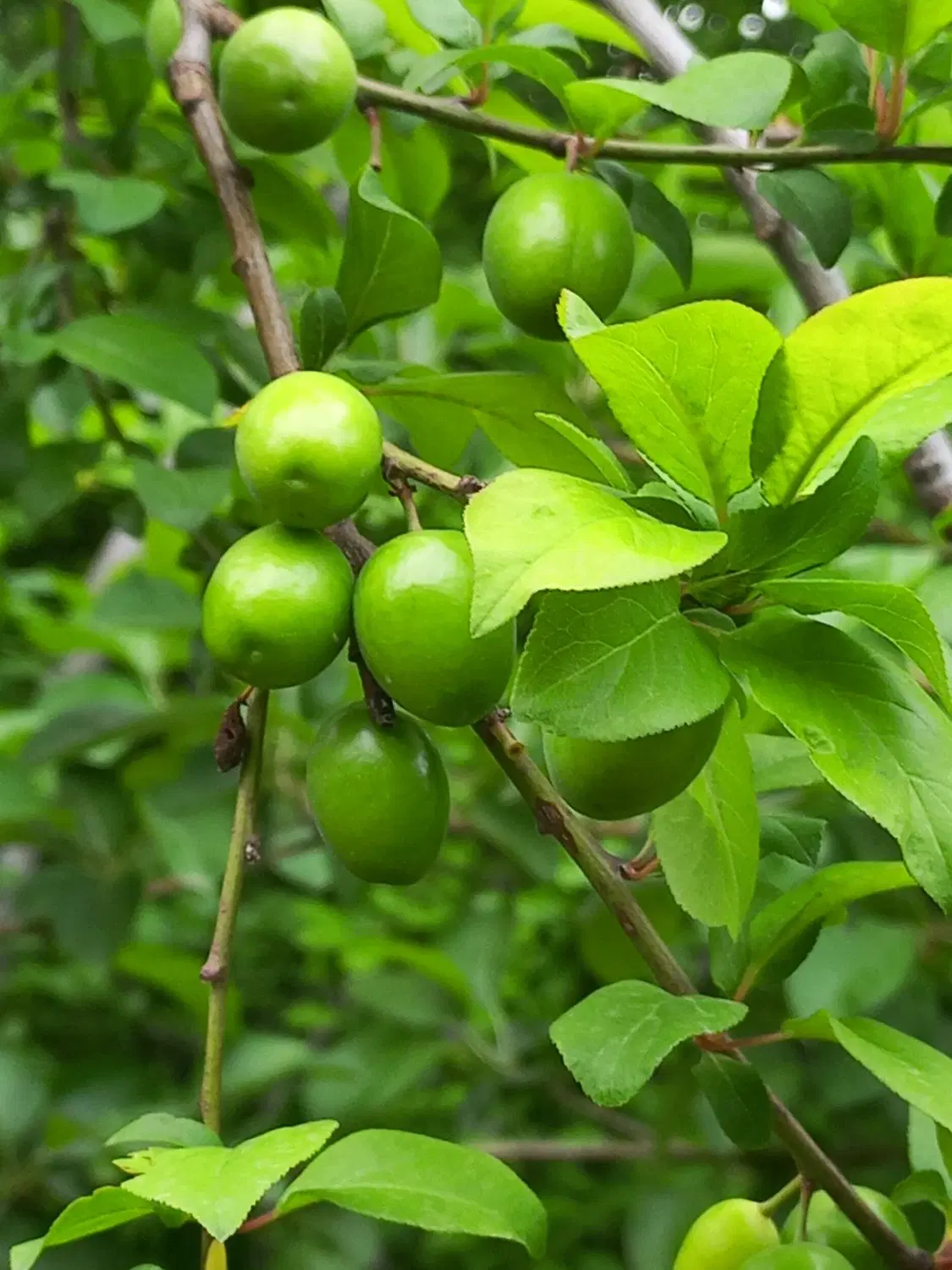 باغ ۵۰۰ متری قهدریجان