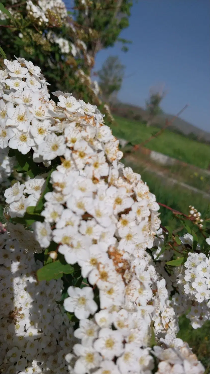 باغ کوچک در  حیدره
