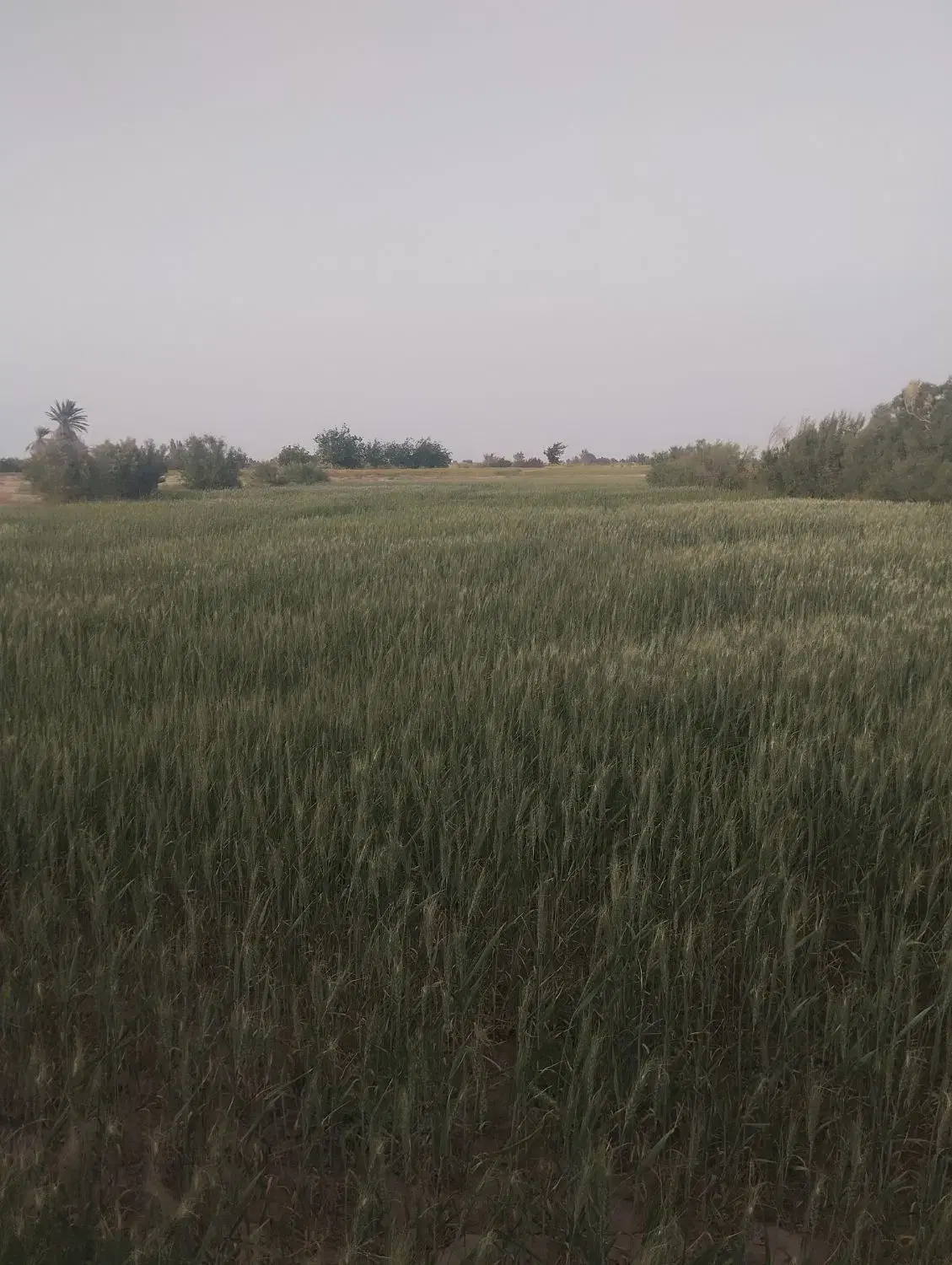 زمین فروشی