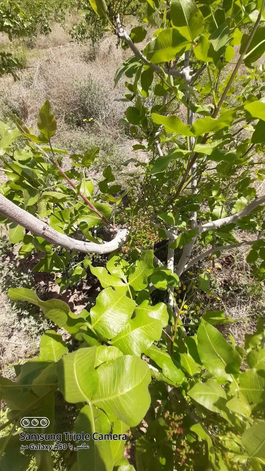 اجاره 15 هکتار باغ_با درختان پسته و زمین کشاورزی_