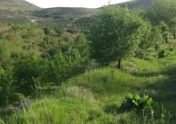 باغ بادام