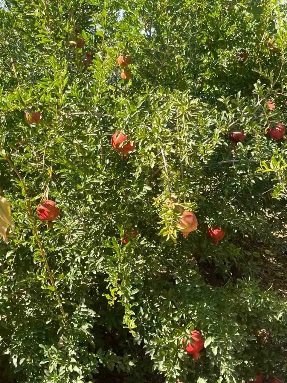 باغچه نقلی بحر‌ جاده سیدقلی