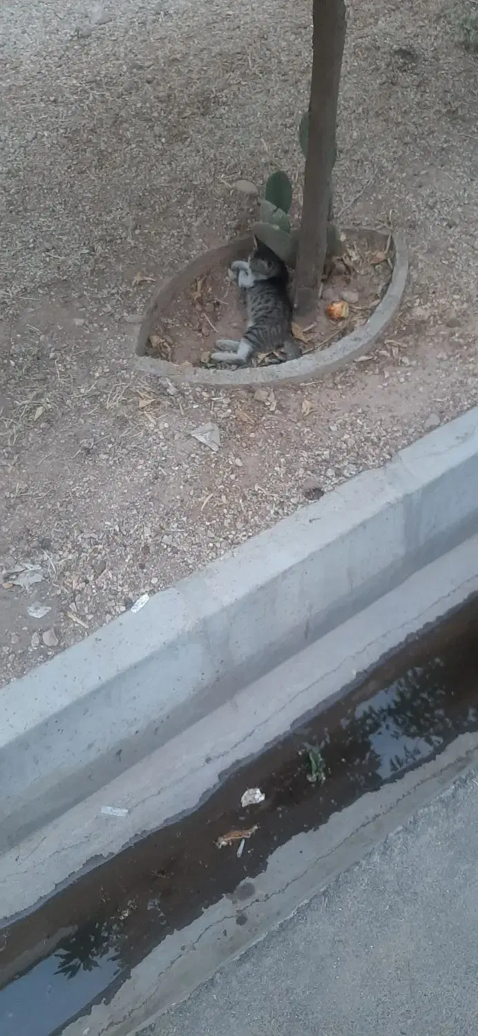 رهن واجاره