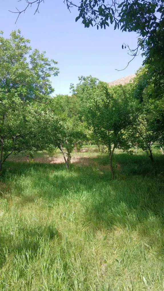 باغ ۲۰۰۰ متر ، کوه کمر