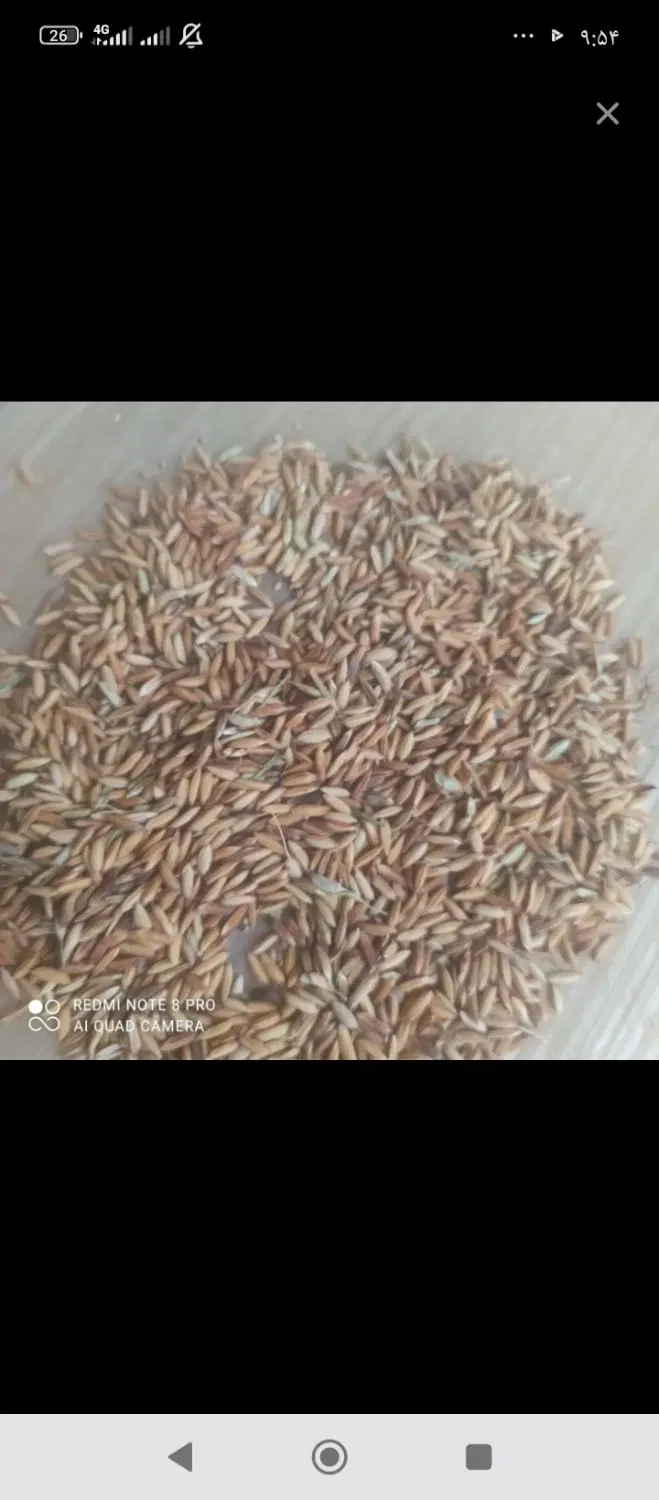 اجاره زمین کشت شلتوک