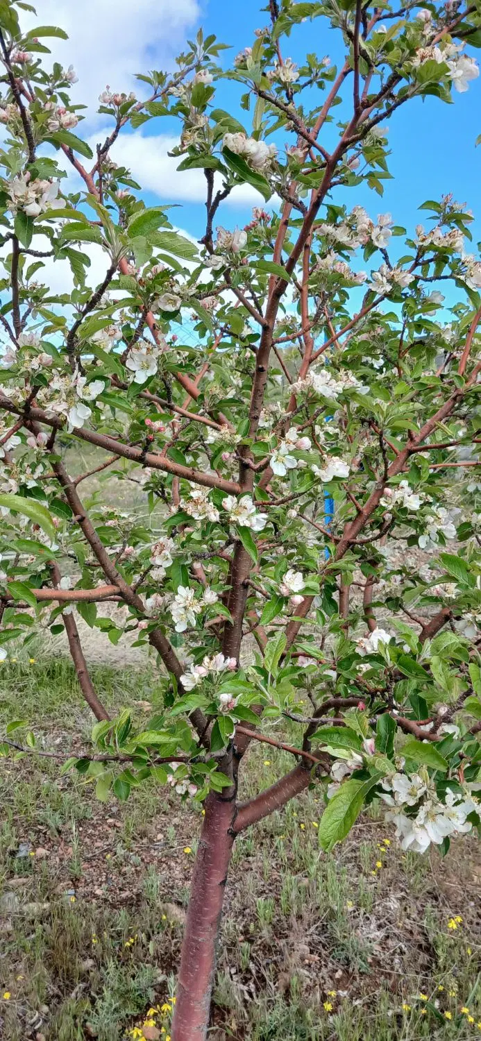 باغ ۳۵۰متری. در سیوان. قوری چای
