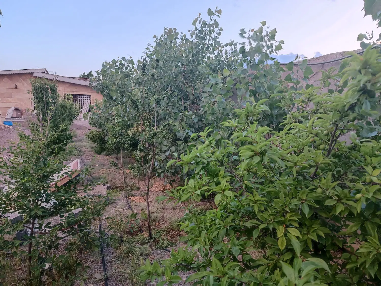 زمین   باغ   ویلا    کاهو
